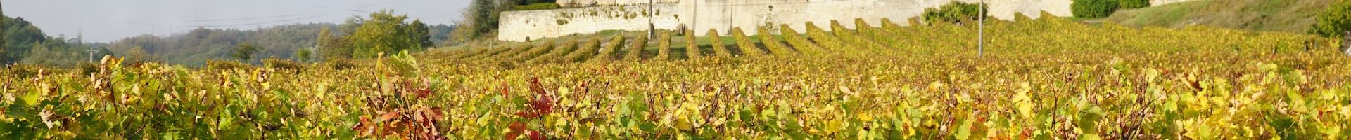 loire-vineyard-france_745811419