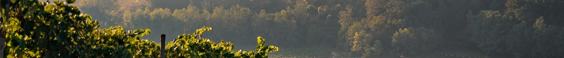 tuscany-sangiovese-vineyard_2052344000