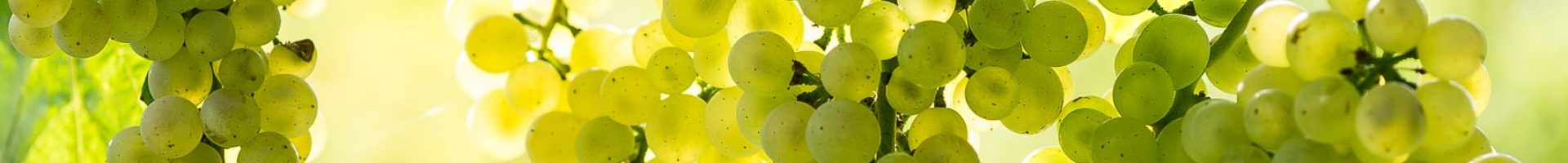 white-grapes-wine-vineyard_214954762