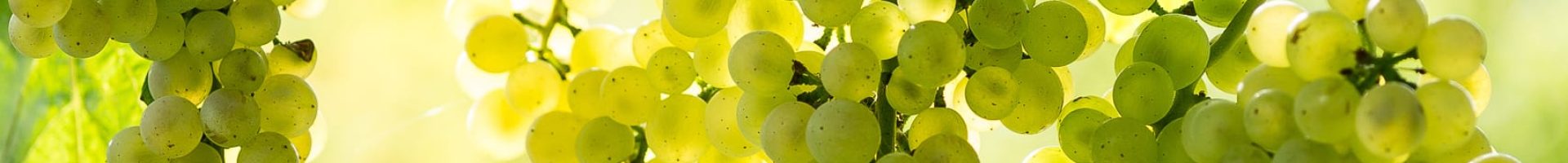 white-grapes-wine-vineyard_214954762